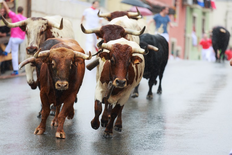 牛追い祭りへの行き方